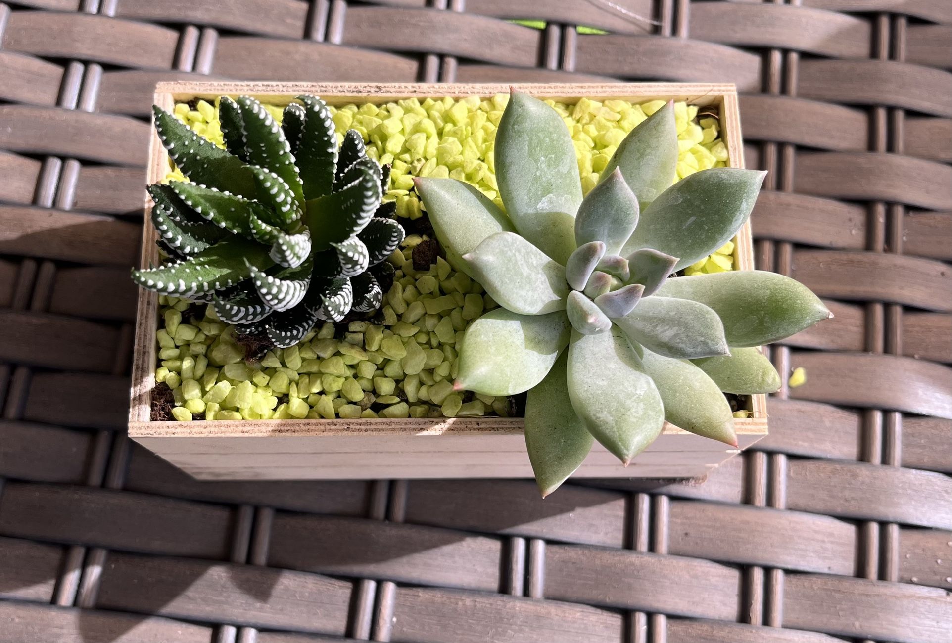 Express your LOVE with Succulents ♥️♥️♥️