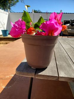 Bougainvillea pink