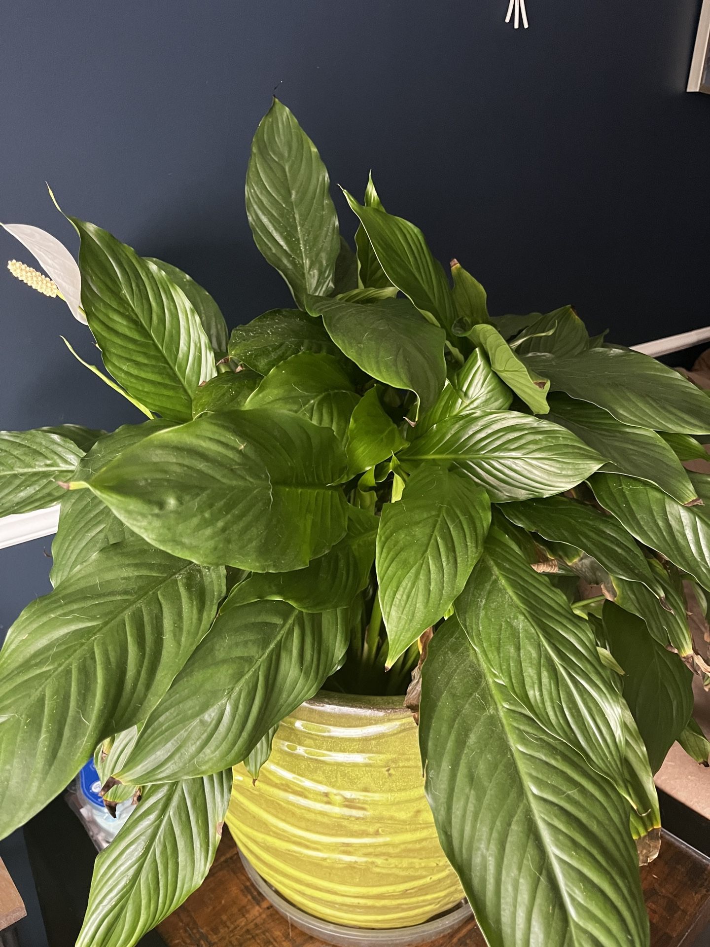 Peace lily