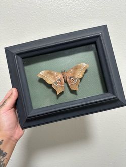 Framed Moth