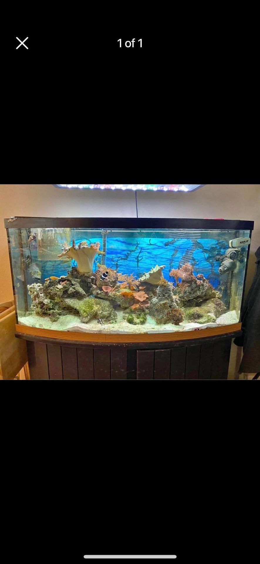 72 Gallons Salt Fish Tank