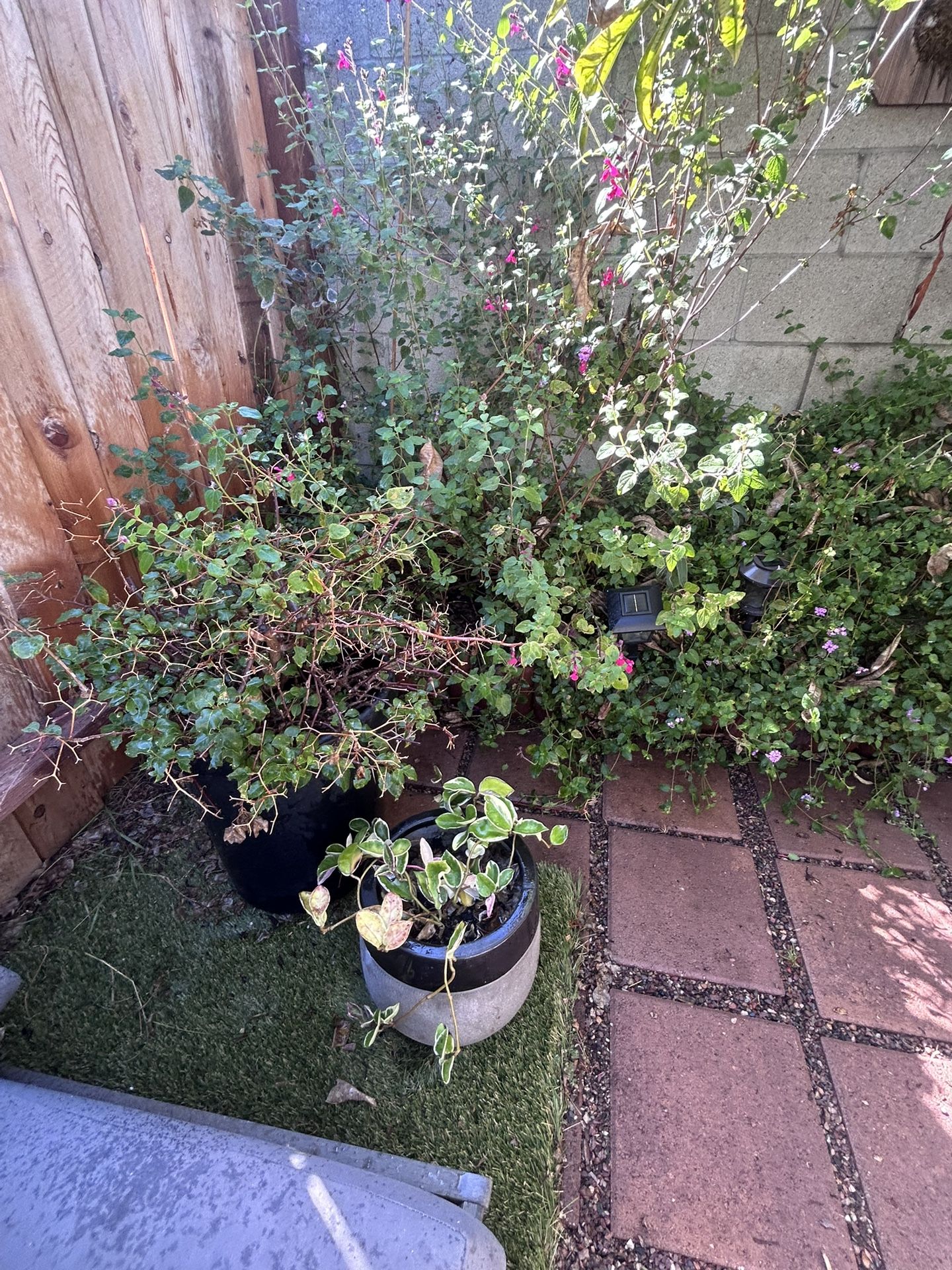 All Plants 5 Dollars Landscaping Needs
