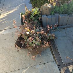 Free Succulents