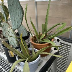 Jungle Cactus plant Succulent  Red Bloom 