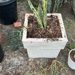 Beautiful Snake Plant