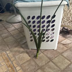 Sanciviera Plant (cilíndrica) 