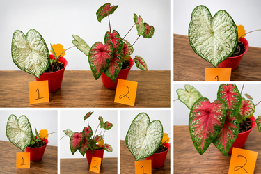 Caladium