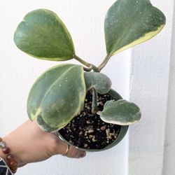 Hoya Kerii Variegated Plant 4" Pot - Indoor House Plants 