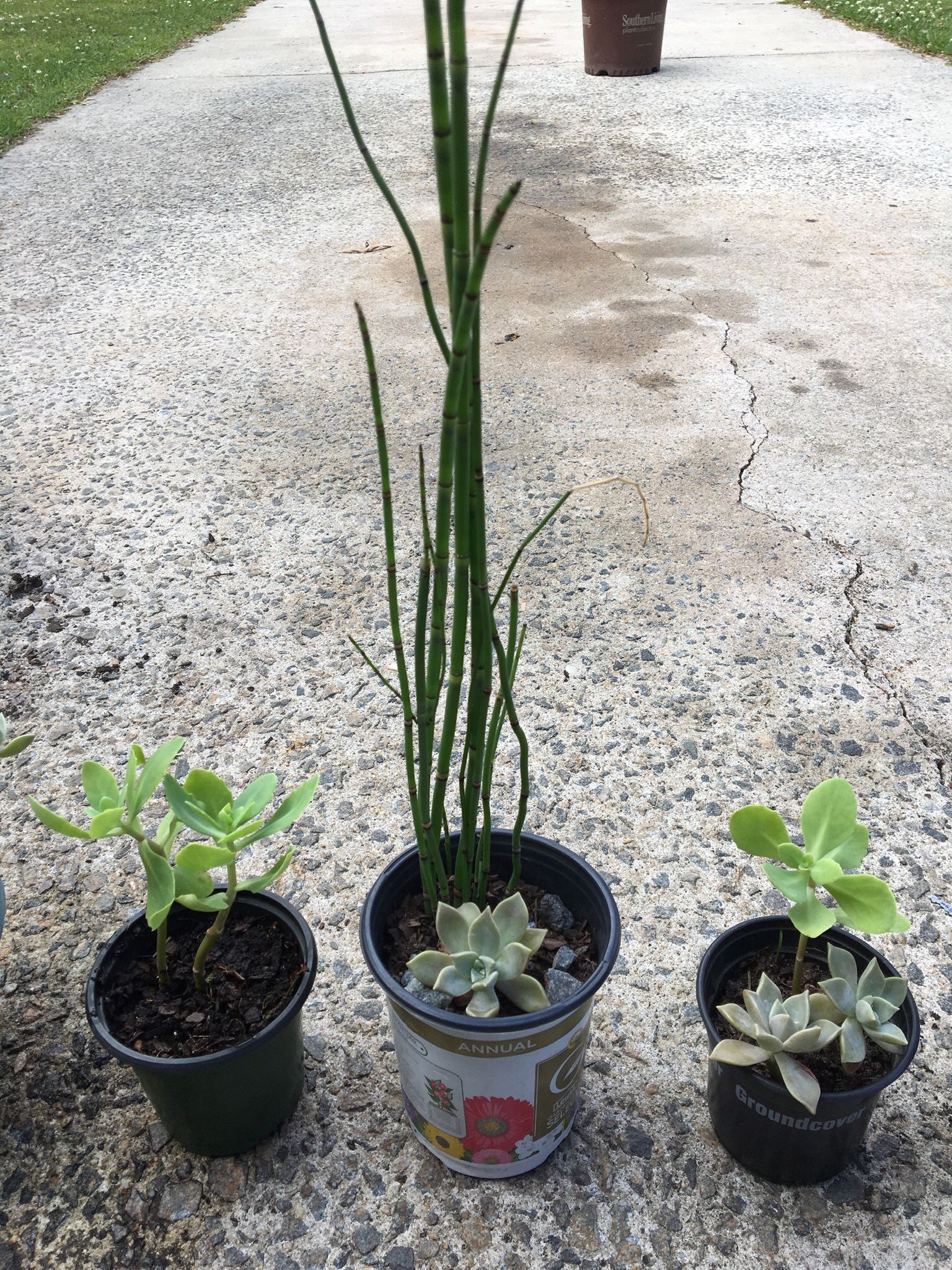 A Few Little Plants. 5-15 Each If We Have Any Banana Plants Left They Will Be 20-25 Bulbs Will Be $5