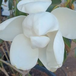 Magnolias Fragrance Flowers.