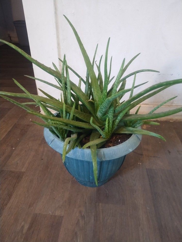 Aloe Vera Plants