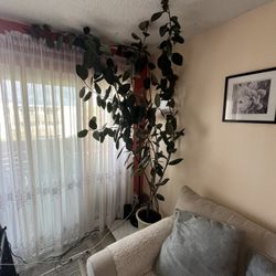 Indoor Plant, 12 Years Old, 
