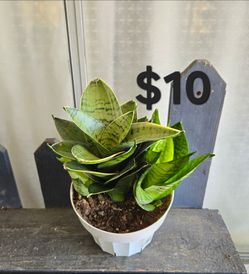 Snake Plant