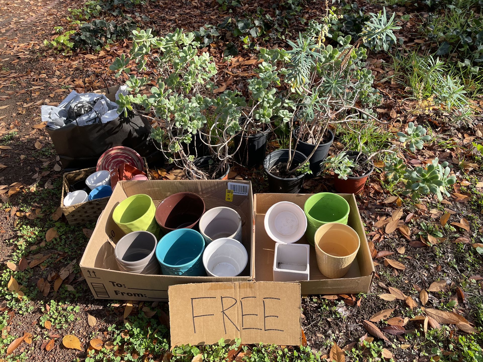 Free Plants And Flower Containers