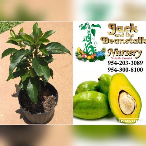 Donnie Avocado Grafted Trees 3gal Arboles De Aguacate Injertados Donnie 3gal