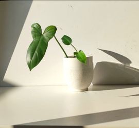 Rare Aroid Philodendron Golden Dragon Plant/ Indoor Plant/ House Plant/ Indoor Plant Flower Patio Garden
