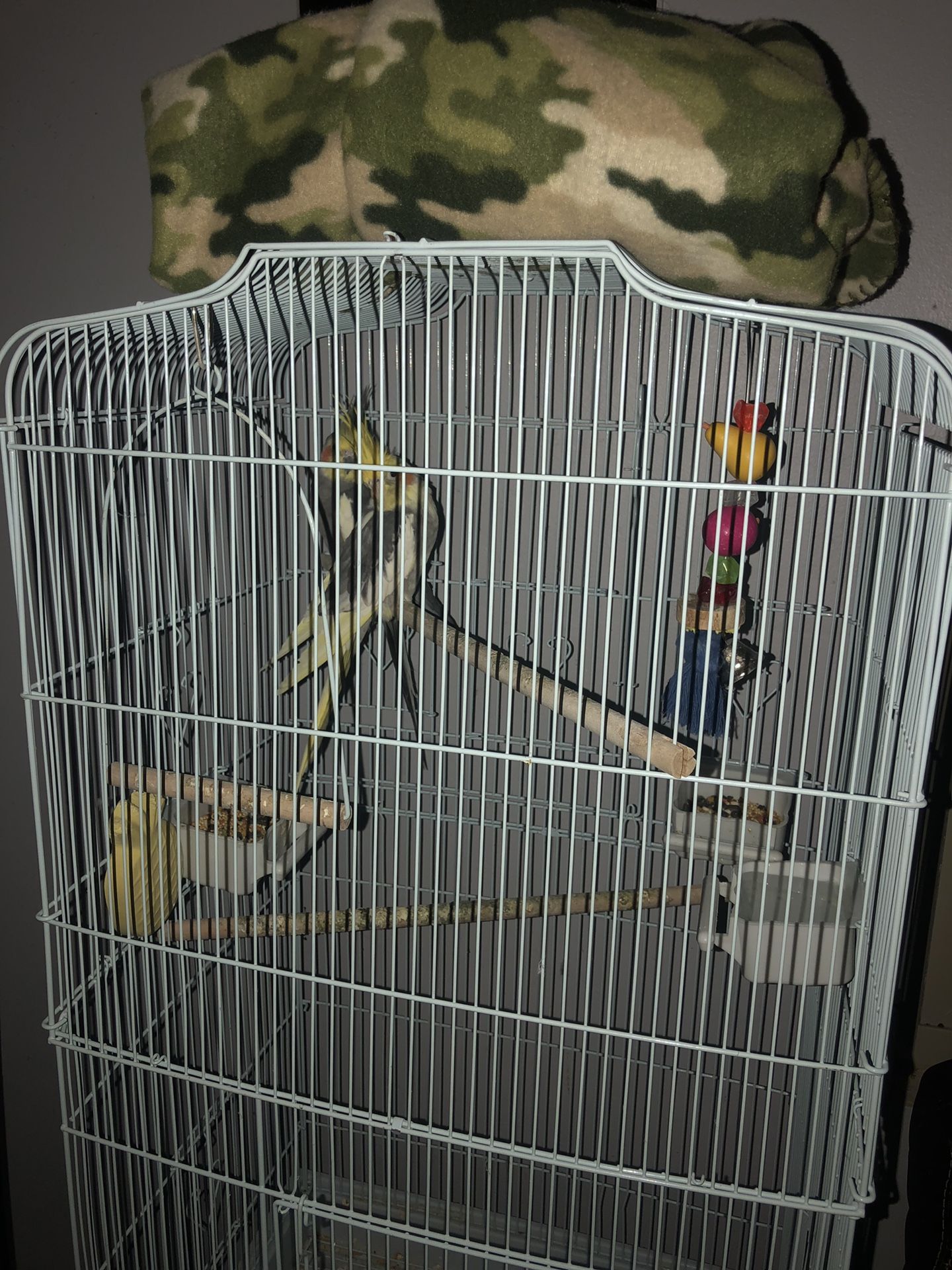 2 cockatiels for sale to good home