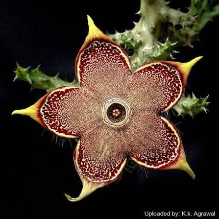 4” stapelia persian carpet first pic for reference