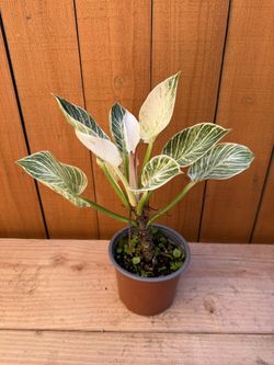 Philodendron Birkin variegated 6” pot