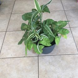 Arrowhead Dracaena Sandesiera Planter