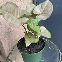 HERMOSAS PLANTAS NATURALES “SYNGONIUM PINK PLANT