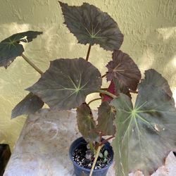 Begonia Jungle Variety