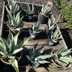 Agave Plants 