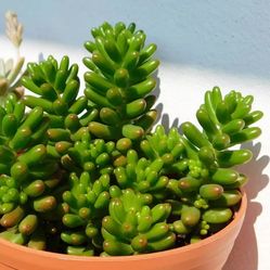 Jelly Bean Plant – Succulent (Sedum rubrotinctum) 