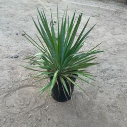 Plant