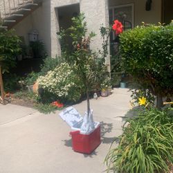 Small hibiscus tree