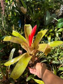 Bromeliad Plant with Red Bloom