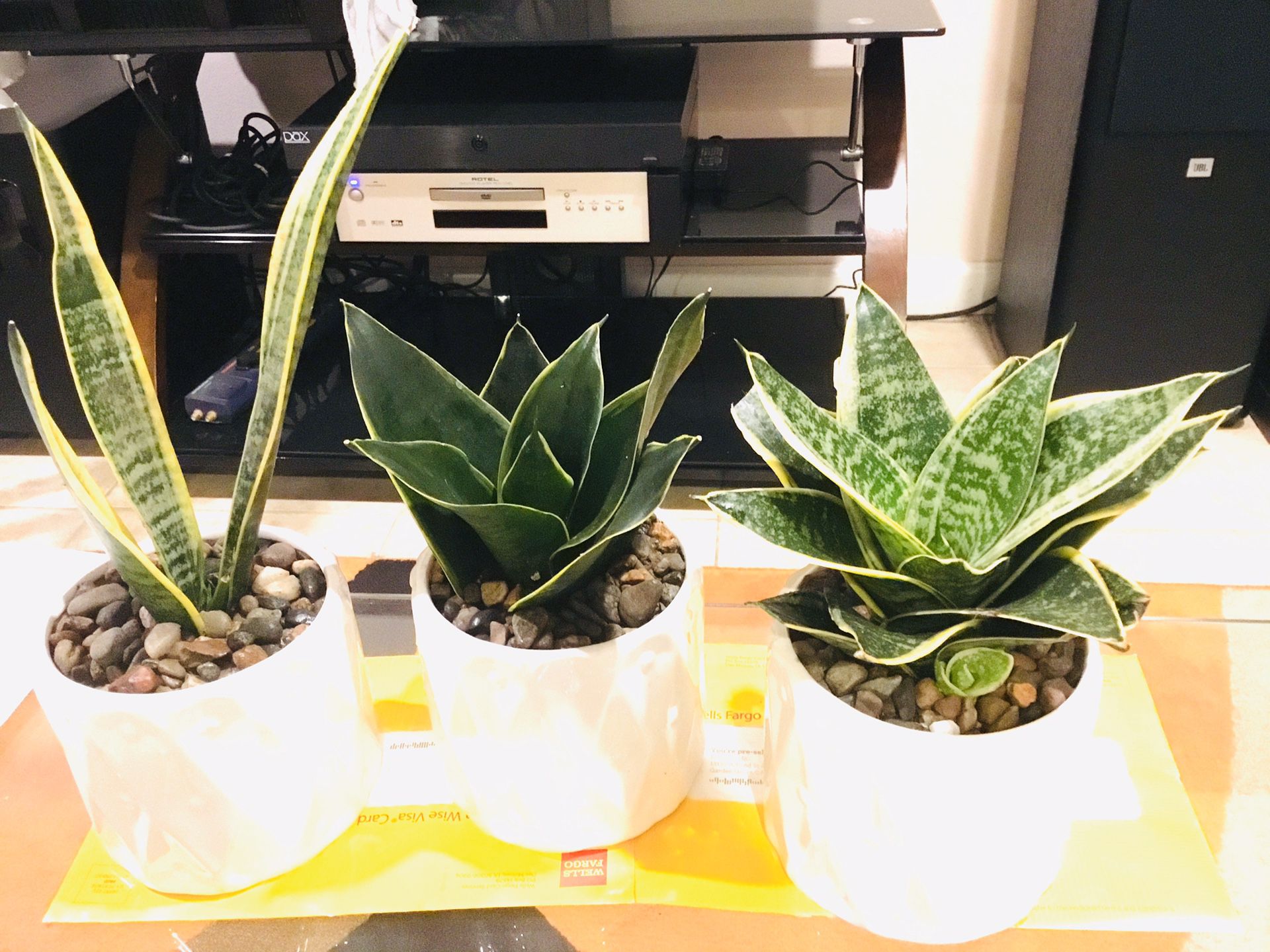 Snake plant real live Indoor Houseplant $10/each