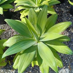 Foxtail Agave Plants 3gl $25💚