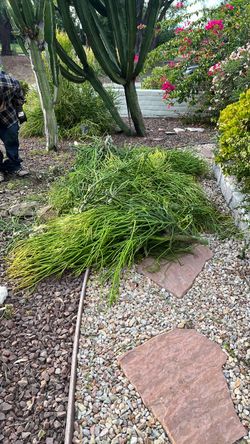 Free Firestick plant