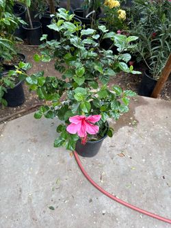 hibiscus