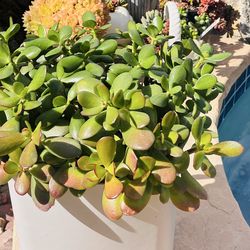 Jade plant in grey pot