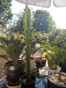 Euphorbia trigona, African milk tree Cactus