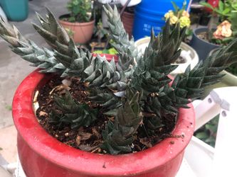 Suculenta