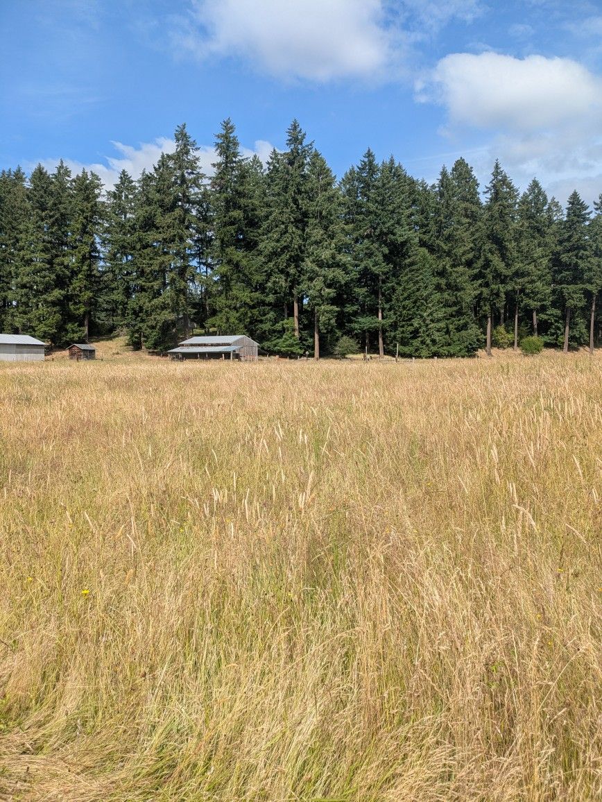 Hay Bales For Sale (Cows And Horses)