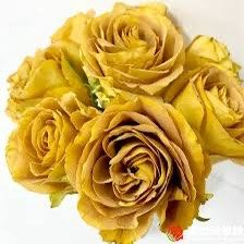 Rare European, Japan rose plants ,      Heart of Gold