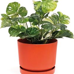 Elly Décor 14 inch Plastic Cylinder Planter Pot with Self-Watering Saucer and Drainage Hole,Lightweight & Extremely Durable, 14"x 14", Terr=A9-626