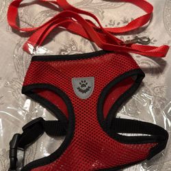 Harness & Leash 