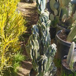 Monstroses Apple Cactus Plant