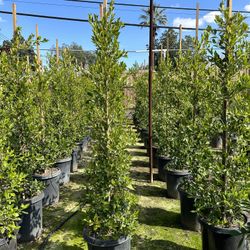 Ficus Nitida Privacy Hedge