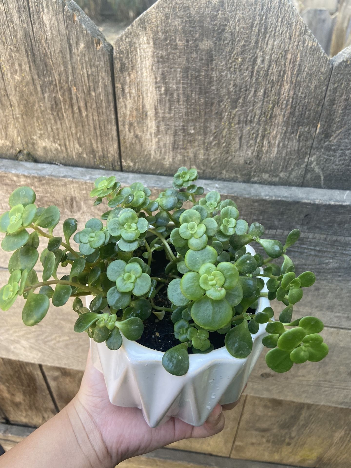 Plant