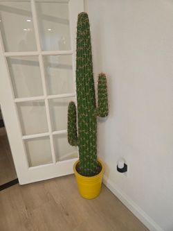 Large Saguaro Cactus in Yellow Pot