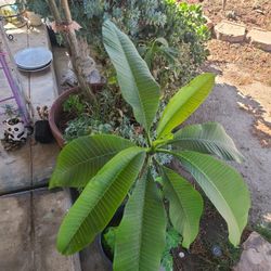 Plumeria Blanca 