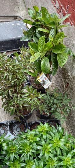 $200  Worth Of Garden Plants Perennials