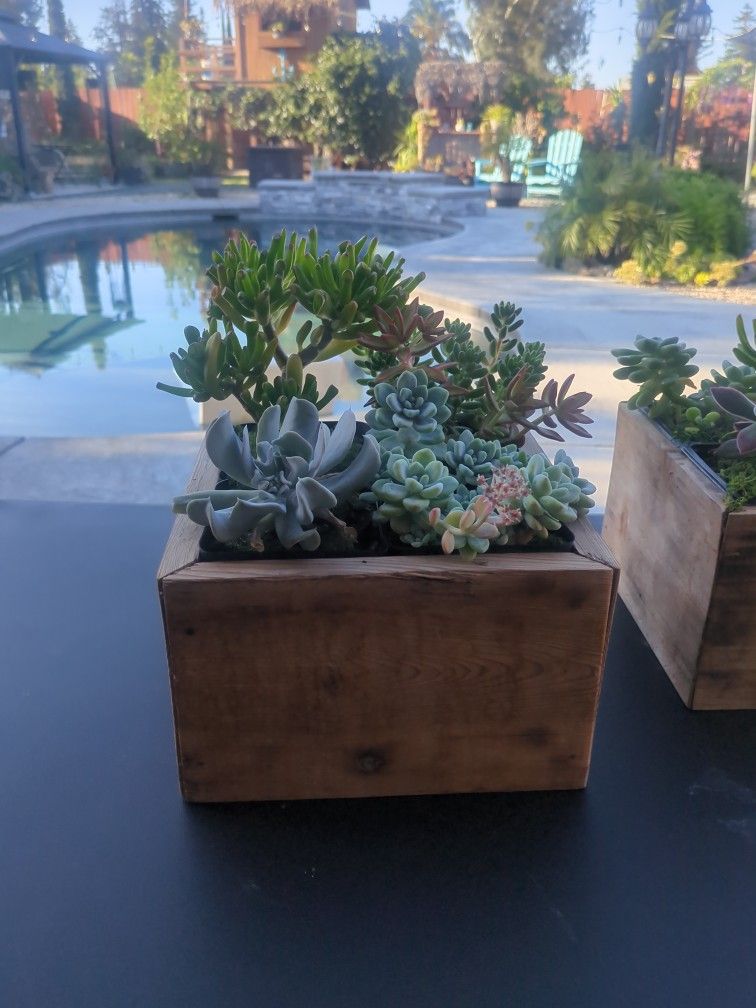 Succulent arrangement for Sale.