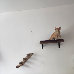 Cat Wall Shelf And Stairs